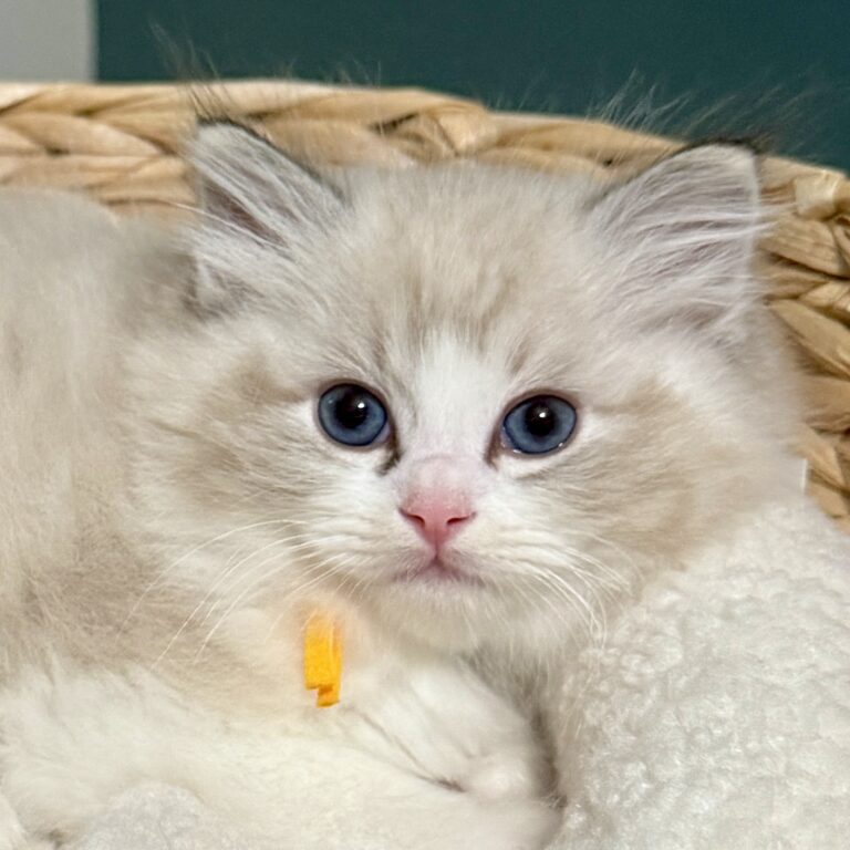 bicolor ragdoll kittens for sale