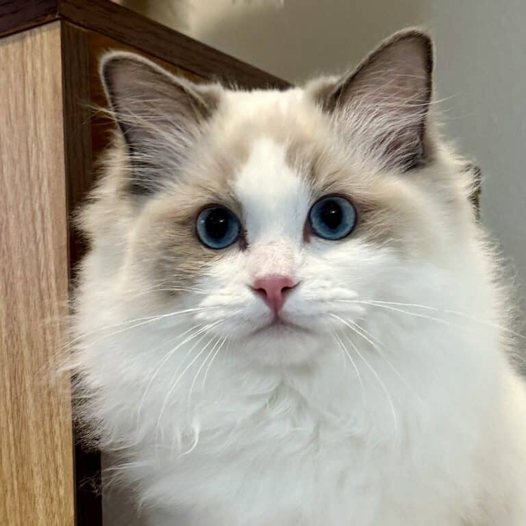 Ophelia, Blue Point Bicolor Ragdoll