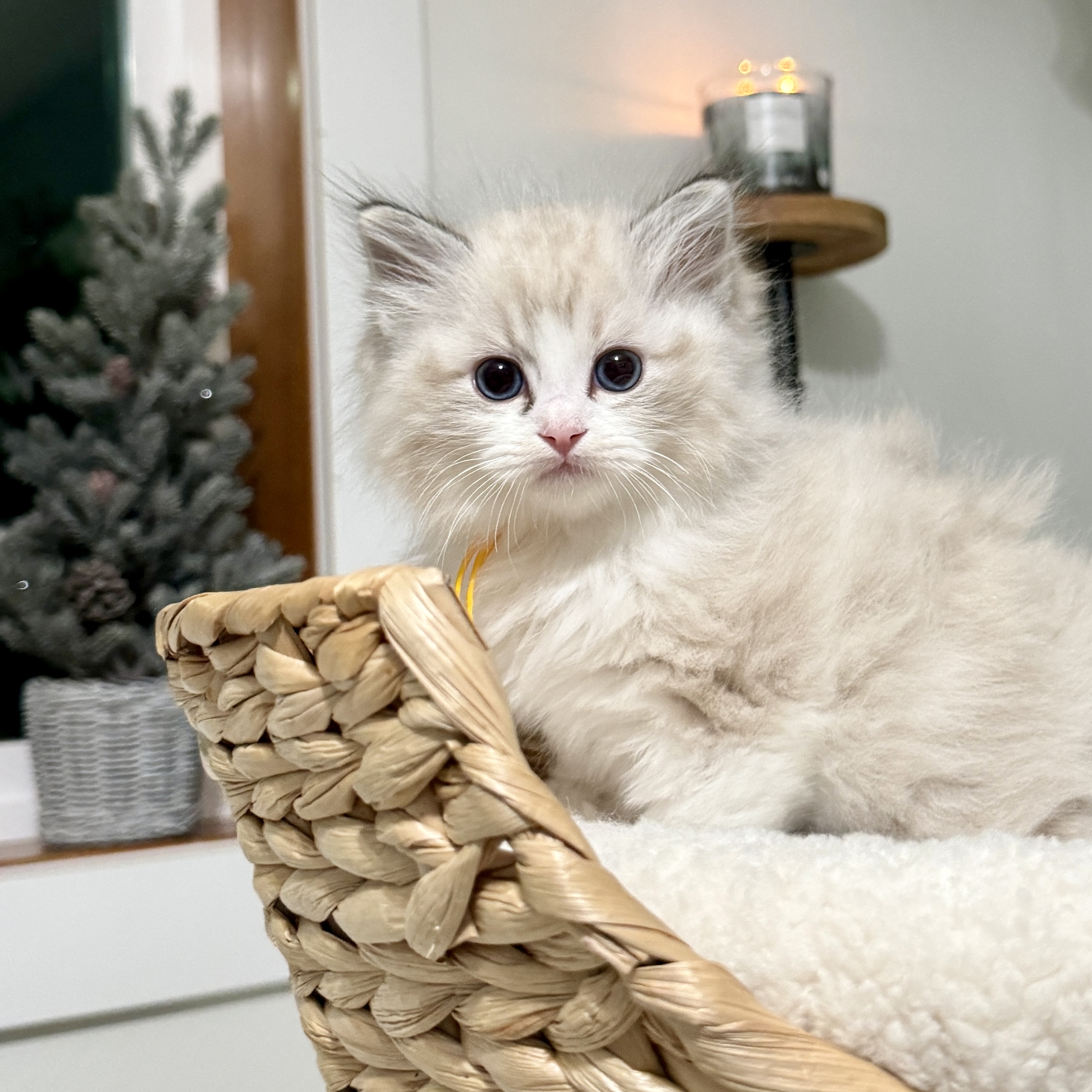 ragdoll kittens for sale in washington state