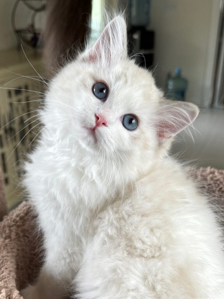 ragdoll kitten at 12 weeks old