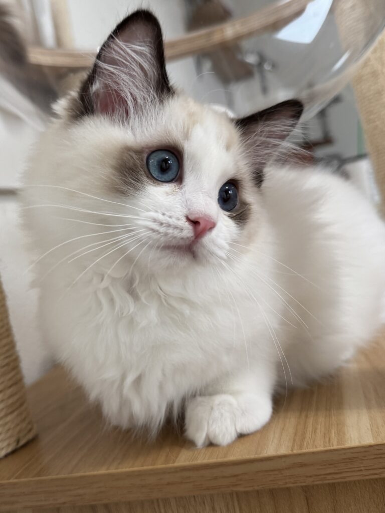 Seal Point Bicolor Ragdoll Kitten Age 13 weeks