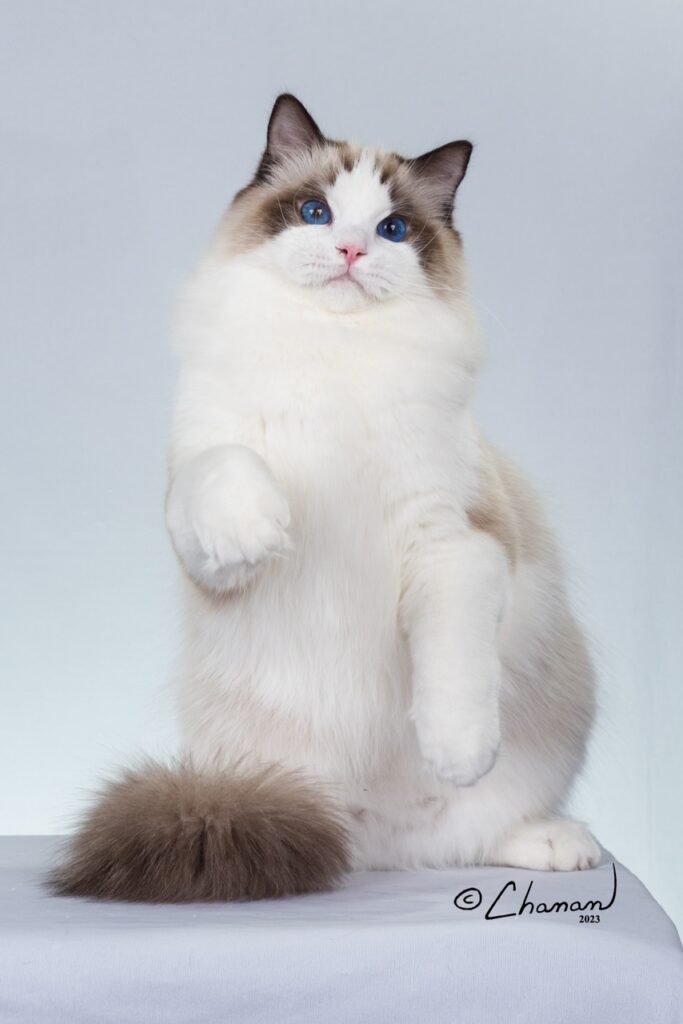 What does a ragdoll look like