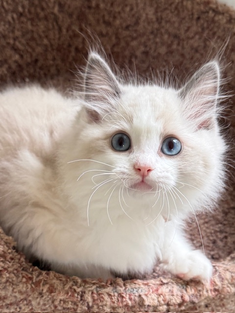 Colt, Blue Point Bicolor Ragdoll Kitten