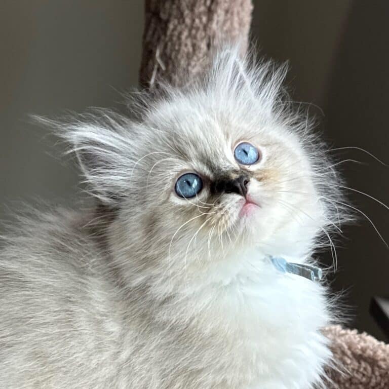 Tilly, Seal Lynx Point Mitted